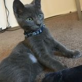 Hiring: Pet sitter, Toledo Area