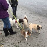 Here for your convenience day or night, loving and caring, Hire: Great Pet Sitting Professional in Lindsay, Ontario