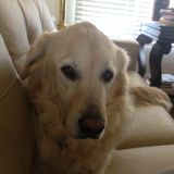 Dedicated Pet Sitter in the West Valley