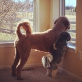 Job Opportunity: a Loving Petsitter in Cape Coral, Florida