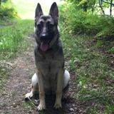 Pet lover seeking Job Opportunitiesy