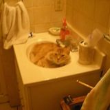 For Hire: Skillful Cat Sitting Professional in Daytona Beach