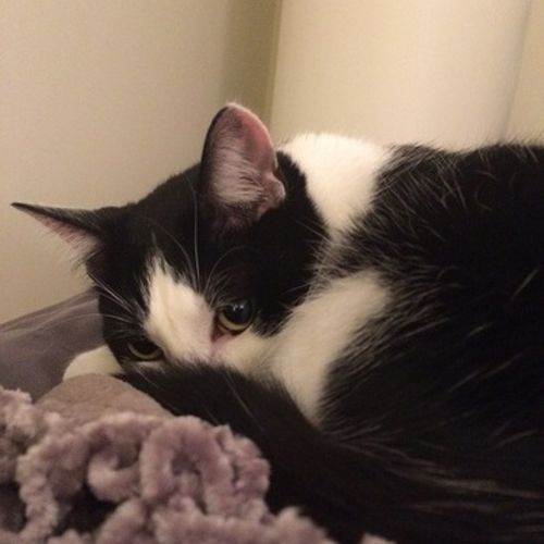 Pet Care Job Caitlin B's Profile Picture