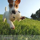 Happy Tails Pet Services and Dog Walking