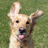 Hardworking Petsitter in Ann Arbor