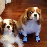 Well Trained Pet Sitter in Forest Hills