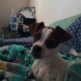 Looking For Claymont Petsitter Jobs