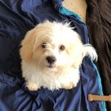 Algonquin Animal Lover Seeking Job Opportunities