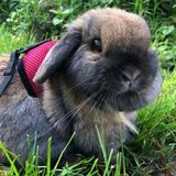 Loving Animal Enthusiast Looking to Help