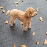 Wonderful and responsible Pet Sitter for Hire