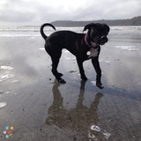 Looking for full time dog sitter