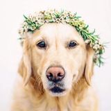 Granbury Pet Sitting Professional Seeking Being Hired in Texas