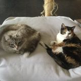 Looking for Trustworthy Cat Sitter in Richmond Hill