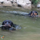 Groomer & In Home/Barn Pet Care