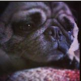 Dublin Petsitter Interested In Work