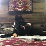 In-home dog sitting w healing services
