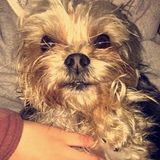 Lakewood Pet Trainer , I love Animals I have 3 dogs of my own their like my family !