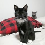 Caring Pet Sitter Available