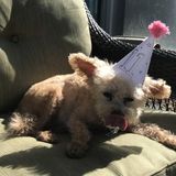 Cute Older Dog Looking for Walks
