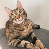 Pet Sitter and Pet Photographer in Chipley, FL