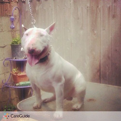 Stud Service English Bull Terrier Akc Abkc Dog Walker Pet Sitter In Huntington Beach Ca Petsitter Com