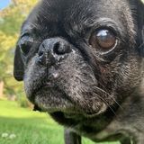 Searching for Pet sitter for the holiday around essex jct.