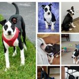 Overnight & Day Sitter needed for 5 month old puppy