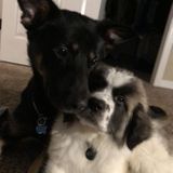 Murfreesboro, Tennessee Pet Trainer Posting