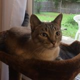 Raleigh, North Carolina - Cat boarding needed, 7 weeks Feb-Mar2019