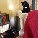 Job Opportunity: Columbus House and Pet Sitter