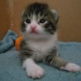 Pet sitter available everyday