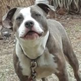 Family Pet Care/Training Coach.