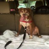 Wag more, bark less - unless barking means happy.
