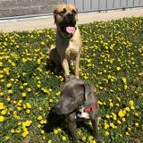 Your dogs second best friend! 4PAWSHFX
