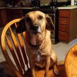 Dog walker/pet sitter
