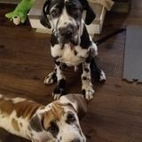 Madison, Alabama Dog Sitter Job 12/23-12/30