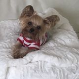 Need a dog sitter