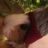 Looking for Guinea Pig sitters