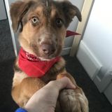 Experienced dog care taker