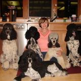 Helping hands, Puppies, dogs, for private walks&training