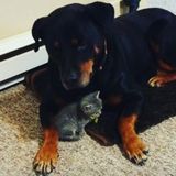 Extensive experience with pets