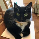 Searching for Cat Sitter