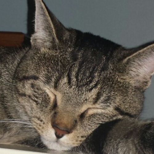 Pet Care Provider Joanna T's Profile Picture