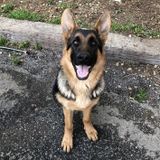 Available: Passionate Petsitter in Salinas, California