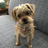 Dog Trainer Needed ASAP!