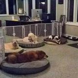 Available: Attentive and Active Caregiver for your Fury Family Member in Rochester, Minnesota