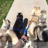 Dee's Pet Sitting