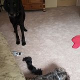 Wonderful Pet Sitter for Your Home