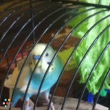 I can help you with your awesome pet