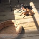 Responsible and loving pet sitter needed